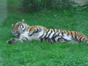 tiger-at-flamingo-land.