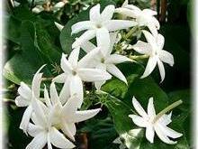 arabian_jasmine_small.