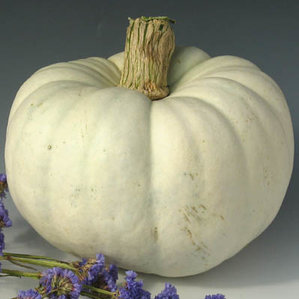 white pumpkin.